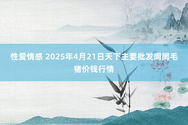 性爱情感 2025年4月21日天下主要批发阛阓毛猪价钱行情